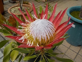 DSCN8352.jpg