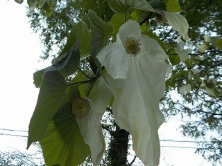 DSCN8355.jpg