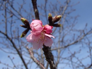 P1260636.jpg