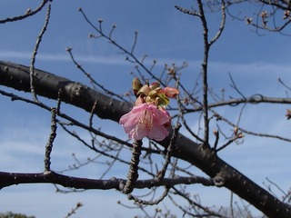 P1260641.jpg