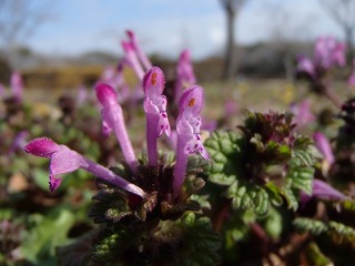 P2141681.jpg