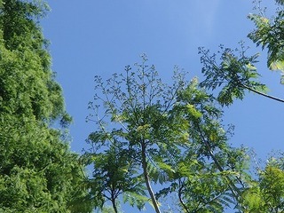 P5281595.jpg