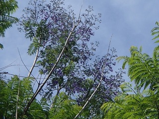 P5301724.jpg