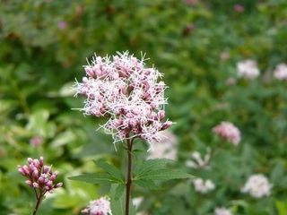 PA231065.jpg