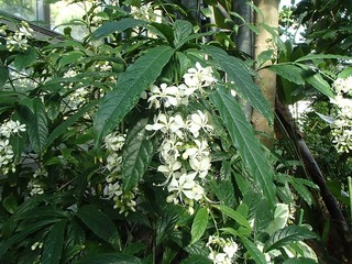 白い花が見頃です