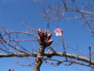 見ごろではありませんが・・・