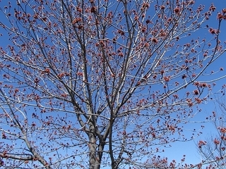 s-P3210861.jpg