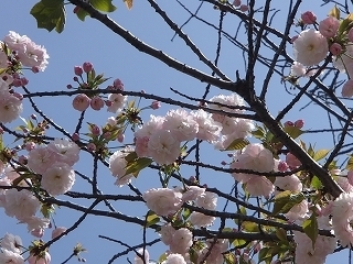 s-P4091087.jpg