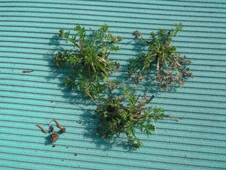 DSCF1065.JPG
