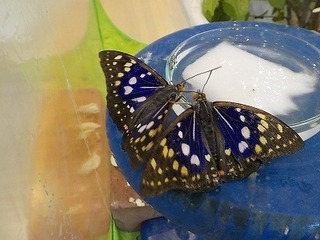 DSCN4106.jpg