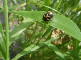 IMGP6646.JPG