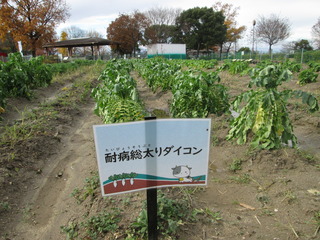 IMG_4139.JPG