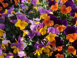 IMG_4432.JPG