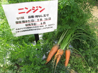IMG_4961.JPG