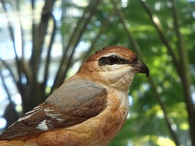 鳥が間近に見られます！: 農業文化園・戸田川緑地スタッフブログ