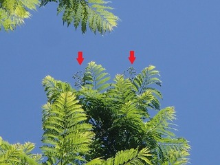 P5300381 - コピー.jpg