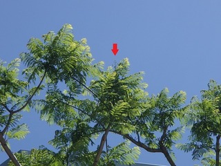 P5300382 - コピー.jpg