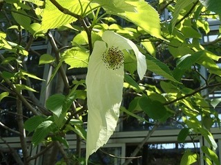 s-P4230379.jpg